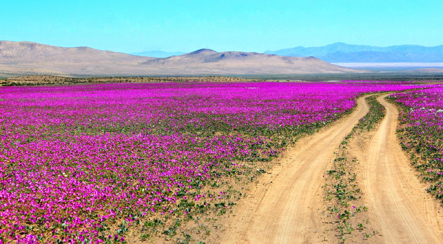 пустыня Атакама в цветах