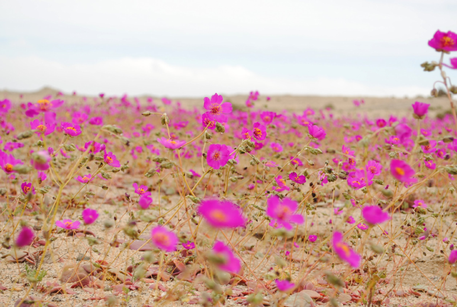 пустыня Атакама в цветах