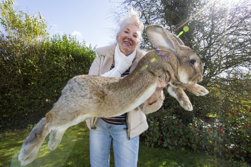 Дариус — самый большой кролик в мире