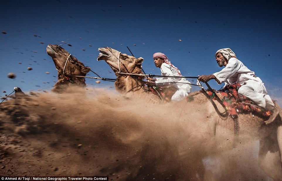 Верблюжьи скачки в Омане 