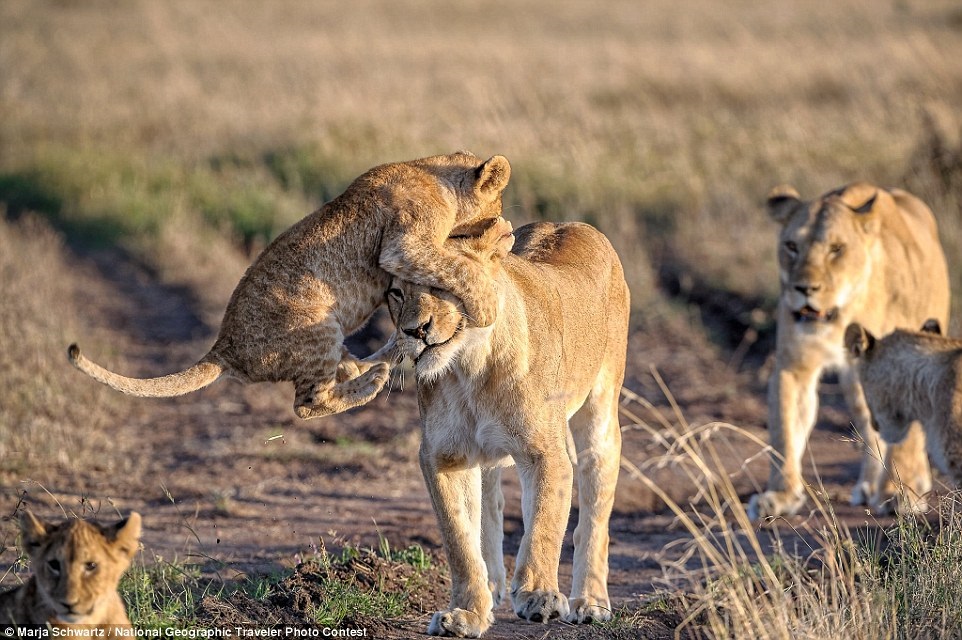 Львенок играет с мамой в заповеднике Масаи-Мара 